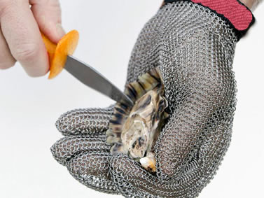 A hand wearing chainmail glove is holding an oyster and the other hand holding the knife is opening the oyster.